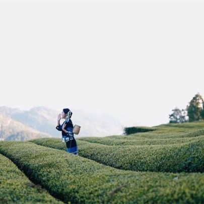 2025浪漫宣恩茶贡天下主题宣传片